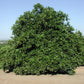 Dom João Valencia Orange Budwood citrus plant material online shopping