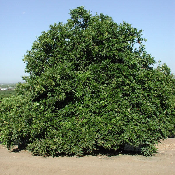 Dom João Valencia Orange Budwood citrus plant material online shopping