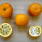 Yuzu Ichandrin Papeda Hybrid Budwood citrus plant material online shopping