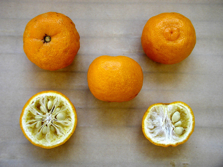 Yuzu Ichandrin Papeda Hybrid Budwood citrus plant material online shopping