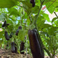 Diamond Aubergine