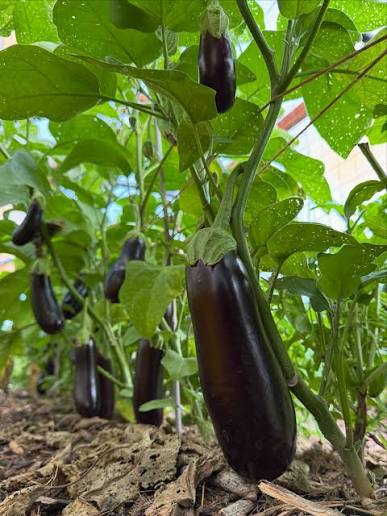 Diamond Aubergine