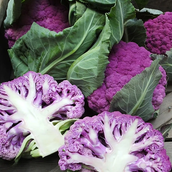 Purple Moon F1 Cauliflower