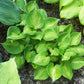 Olive Branch Hosta Plants online shopping