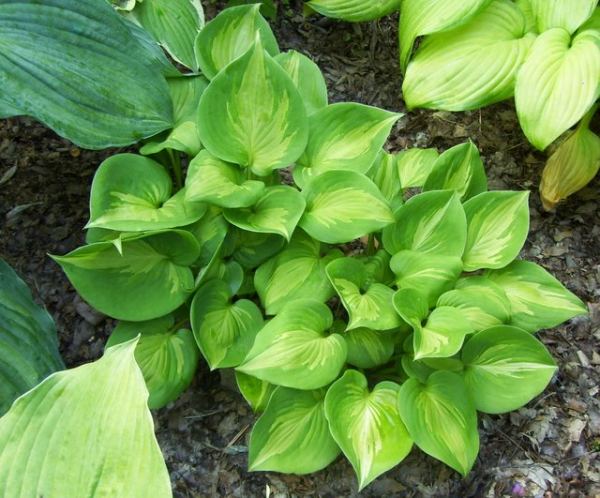 Olive Branch Hosta Plants online shopping