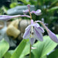 Limetini Hosta Plants online shopping