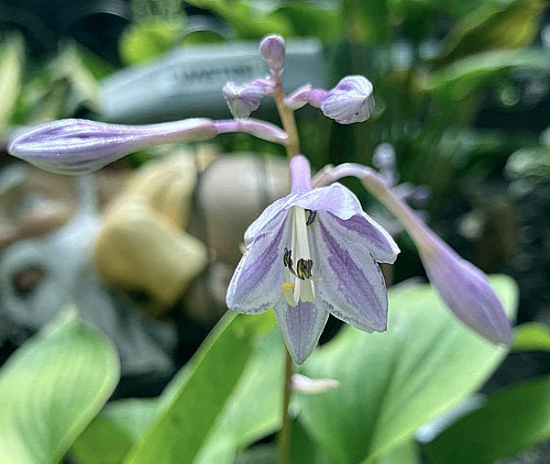 Limetini Hosta Plants online shopping