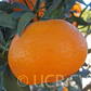 Imperial Mandarin Budwood citrus plant material online shopping