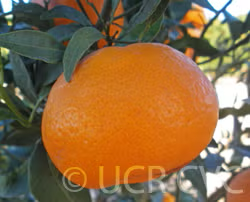Imperial Mandarin Budwood citrus plant material online shopping