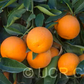 Cipo Sweet Orange Budwood citrus plant material online shopping