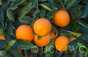 Cipo Sweet Orange Budwood citrus plant material online shopping