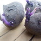 Purple Majesty Seed Potato online shopping