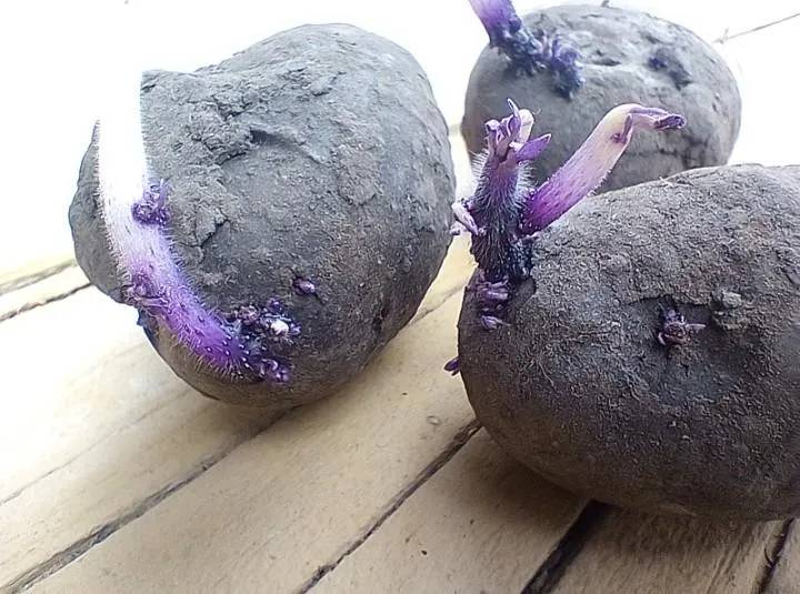 Purple Majesty Seed Potato online shopping