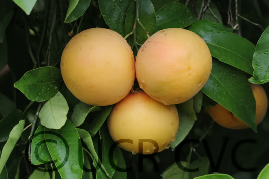 Redblush Grapefruit Budwood