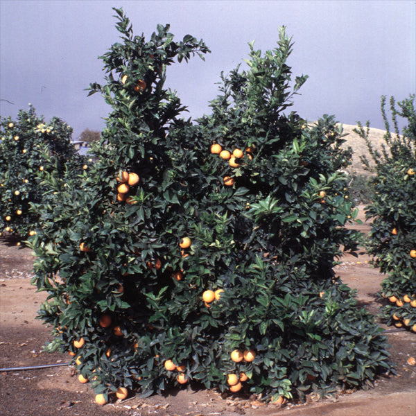 Navelina Navel Orange Budwood citrus plant material online shopping