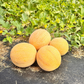 Tasty Bites F1 Melon
