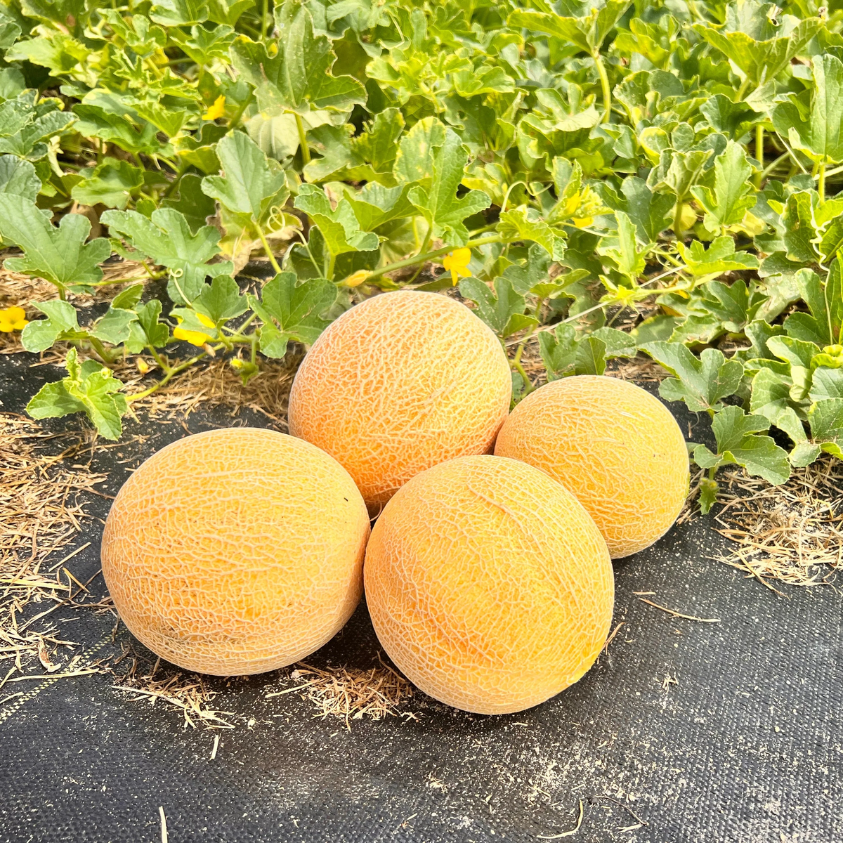 Tasty Bites F1 Melon
