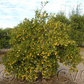 Tavares Limequat Budwood citrus plant material online shopping