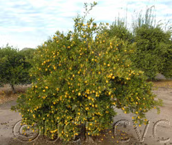 Tavares Limequat Budwood citrus plant material online shopping