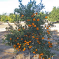 Imperial Mandarin Budwood citrus plant material online shopping