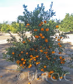 Imperial Mandarin Budwood citrus plant material online shopping