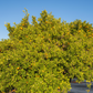 Gold Nugget Mandarin Plant citrus plant material online shopping