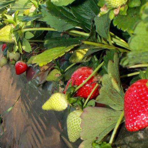 Sweet Ann Day Neutral Strawberry