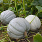 Blanco F1 Pumpkin