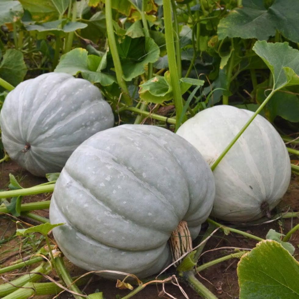 Blanco F1 Pumpkin