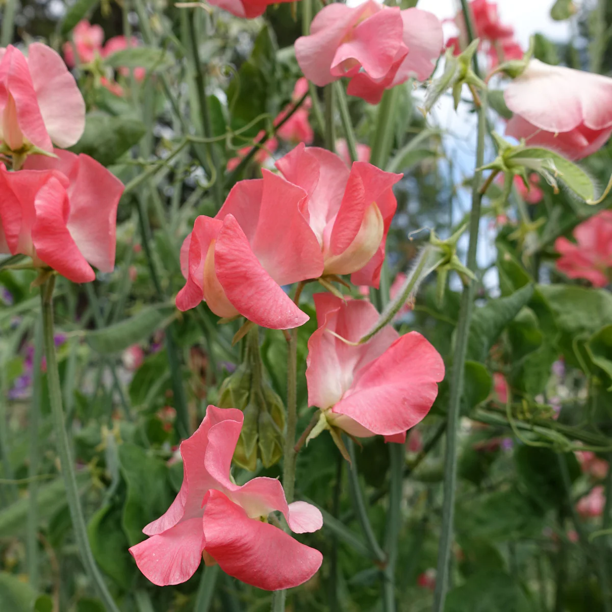 Valerie Harrod Sweet Pea seeds online shopping