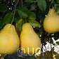 Mato Buntan Pummelo Budwood citrus plant material online shopping
