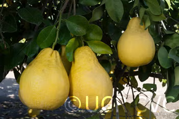 Mato Buntan Pummelo Budwood citrus plant material online shopping