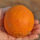 Boukhobza Blood Orange Budwood citrus plant material online shopping