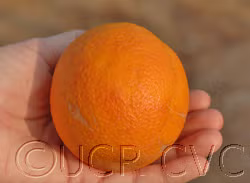 Boukhobza Blood Orange Budwood citrus plant material online shopping