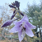 Zebra Stripes Hosta Plants online shopping