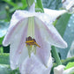 Tears In Heaven Plants online shopping