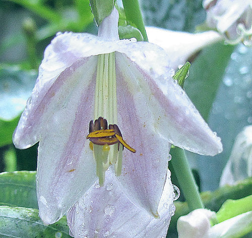 Tears In Heaven Plants online shopping
