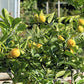 Volkameriana Seed citrus plant material online shopping