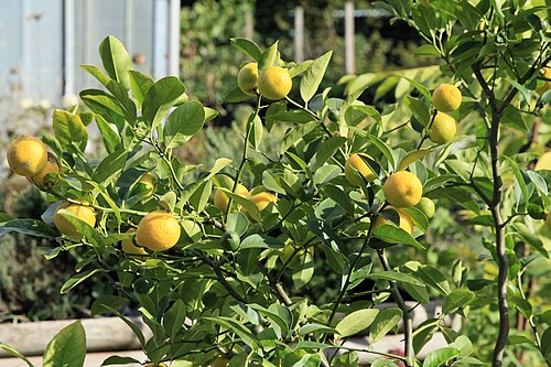 Volkameriana Seed citrus plant material online shopping