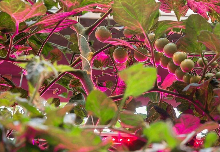 Natupol Excel Bumblebee Greenhouse Natural Pollinator