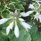 Fleet Week Hosta Plants online shopping