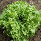 Green Salad Bowl Lettuce