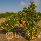 Hansen Mandarin Budwood citrus plant material online shopping