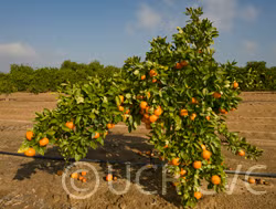 Hansen Mandarin Budwood citrus plant material online shopping