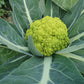 Trevi Cauliflower