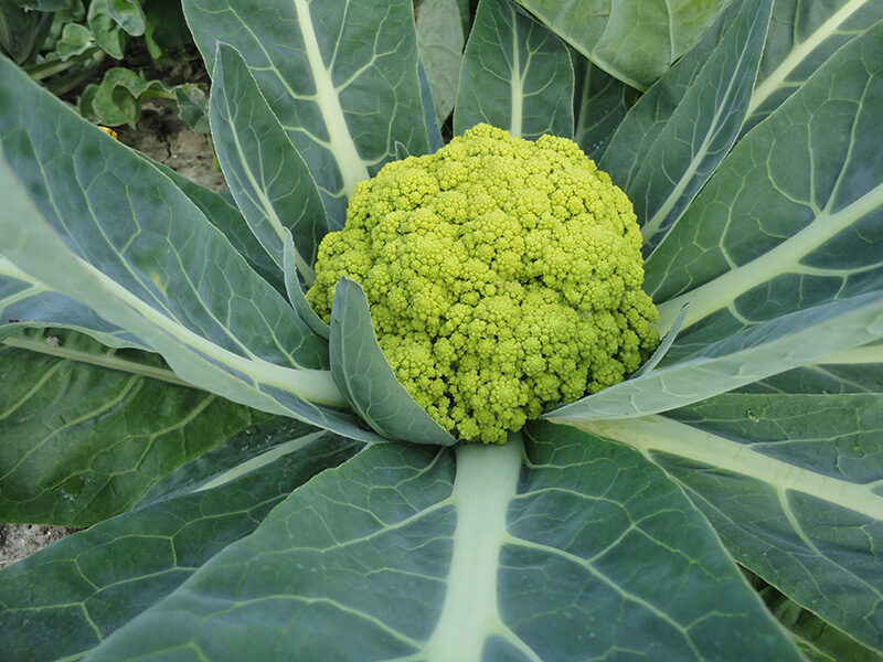 Trevi Cauliflower