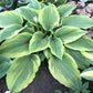 Michigander Hosta Plants online shopping