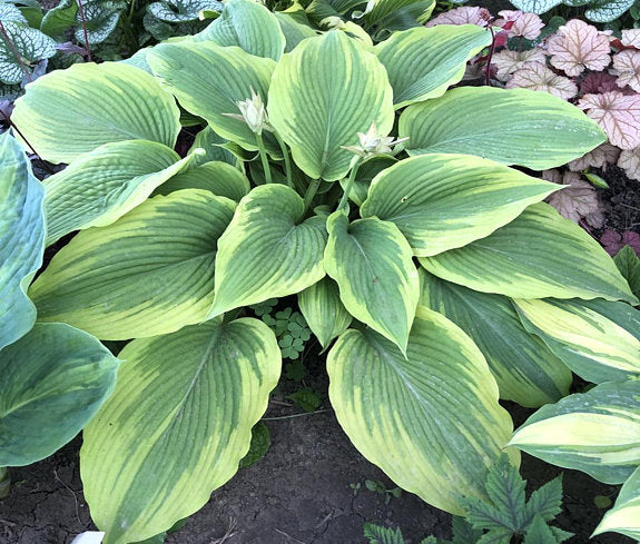 Michigander Hosta Plants online shopping