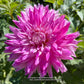 Enchantress Dahlia Plants online shopping