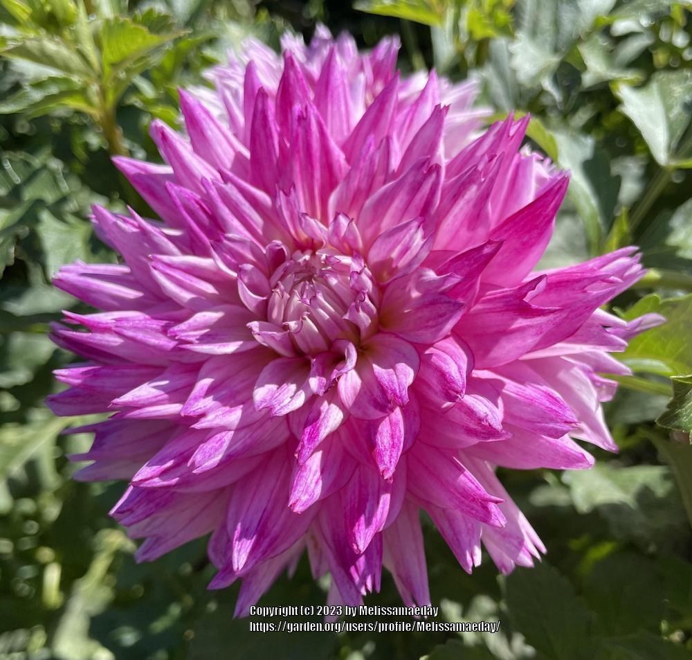 Enchantress Dahlia Plants online shopping